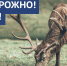 В Ивановской области участились случаи наезда на диких животных - Газета Светлый Путь