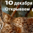 В ивановском зоопарке состоится открытие нового вольера для рысей - ГТРК