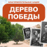 Ивановцы могут посадить "Дерево победы" в память о родственнике-участнике ВОВ - Известно.ру