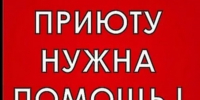 Бездомным кошкам и собакам "Майского дня" нужна помощь - Известно.ру