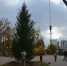 В Иванове высажена крупномерная ель. - Городской округ Иваново