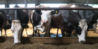 Рост производства животноводческой продукции в Ивановской области  продолжается - ГТРК