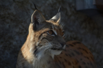 В Пестяках рыси съели кошек