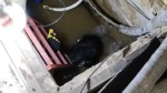 В Иванове спасатели помогли тонущей в погребе собаке